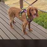 Suchmeldung-Marley-Bild