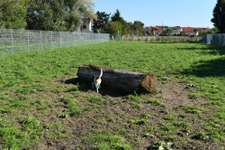 Hundeauslaufgebiet-Braunshardt-Bild