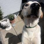 Ersteller:in Lisa Profilbild