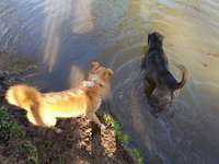 Hundeauslaufgebiet-Stadtpark-Bild