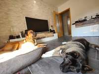 2. Hund-Beitrag-Bild