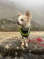 Ulmenrinde-Beitrag-Bild