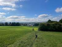 Hundeauslaufgebiet-Judenwiese-Bild