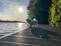 Hundeauslaufgebiet-Eichbaumpark/An der Dove Elbe-Bild