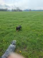 Hundeauslaufgebiet-Brigachtal um Villingen-Bild