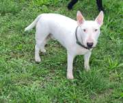 Suchmeldung-BÖDI-Bild