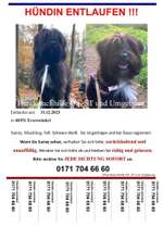 Suchmeldung-Sunny-Bild