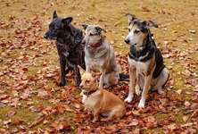 Urlaub mit 4 hunden reiterhof/bauernhof deutschland-Beitrag-Bild