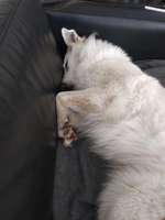 (Wie) Sagt ihr euren Hunden Gute Nacht?-Beitrag-Bild