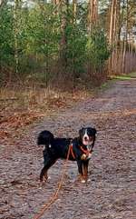 Hundeauslaufgebiet-Metelener Heide-Bild