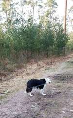 Hundeauslaufgebiet-Metelener Heide-Bild