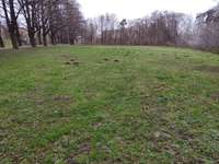 Hundeauslaufgebiet-Schlosswiesen-Bild