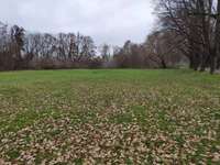 Hundeauslaufgebiet-Schlosswiesen-Bild