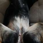 Zecke oder Verletzung?-Beitrag-Bild