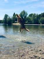 Hundeauslaufgebiet-Peringsmaar-Bild