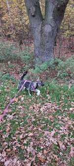 Hundeauslaufgebiet-Öjendorfer Park-Bild