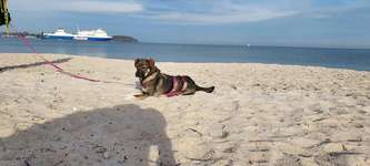 Hundeauslaufgebiet-Travemünde Strand-Bild