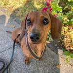 Ersteller:in Zwergdackel Profilbild