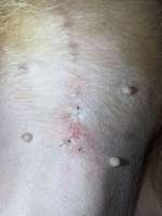 Kastrationsnarbe Hündin-Beitrag-Bild