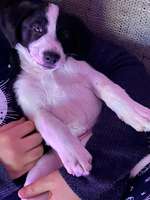 Hundeversicherung? Opschutz-Beitrag-Bild