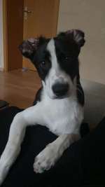 Mein Hund frisst nicht mehr sein Futter-Beitrag-Bild