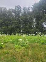 Hundeauslaufgebiet-Hattingen-Bild