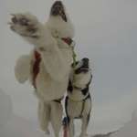 Ersteller:in Forest Wolves Profilbild