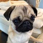 Ersteller:in Katze Profilbild