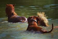 Hundeauslaufgebiet-Peringsmaar-Bild