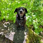 Ersteller:in Susi Profilbild