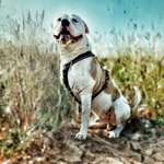 Ersteller:in Frank Profilbild