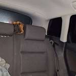Hundebox oder Hundesitz mit Gurt? Wo plazierst du deinen Hund im Auto?-Beitrag-Bild