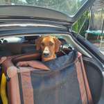 Hundebox oder Hundesitz mit Gurt? Wo plazierst du deinen Hund im Auto?-Beitrag-Bild