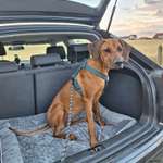 Hundebox oder Hundesitz mit Gurt? Wo plazierst du deinen Hund im Auto?-Beitrag-Bild