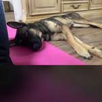 Suchmeldung-Bruno-Bild