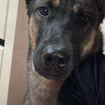 Suchmeldung-Bruno-Bild