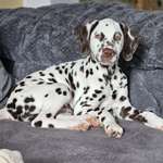 Ersteller:in Mia Profilbild