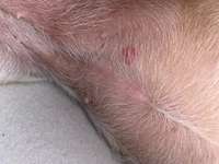 Entzündeter Zeckenbiss-Beitrag-Bild