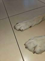 Roter Punkt an Pfote nqch Morgenrunde!-Beitrag-Bild