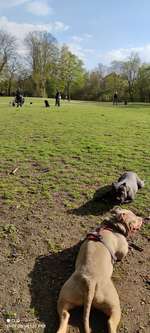 Hundeauslaufgebiet-Nordpark-Bild