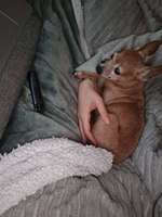 Meine Senior Hundelady macht mir sorgen-Beitrag-Bild