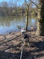 Hundeauslaufgebiet-Zillertal / Volksmund-Bild