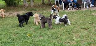 Hundeauslaufgebiet-Eisenach-Bild