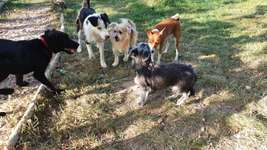 Hundeauslaufgebiet-Eisenach-Bild