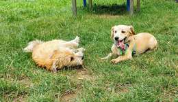 Hundeauslaufgebiet-Eisenach-Bild