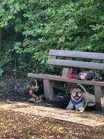 Hundeauslaufgebiet-Hundewiese Karlsfeld-Bild