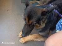 Hundeauslaufgebiet-Eingezäunte Freilauf Hundeplatz-Bild