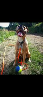 Rassismus bei Hunderassen-Beitrag-Bild