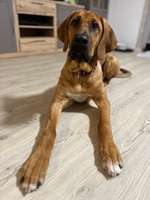 Wo sind denn hier die Broholmer?-Beitrag-Bild