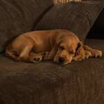 Ersteller:in Cleo Profilbild